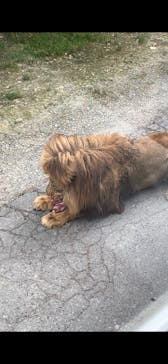 群馬サファリパークに投稿された画像（2023/7/16）