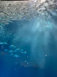 名古屋港水族館に投稿された画像（2023/7/17）
