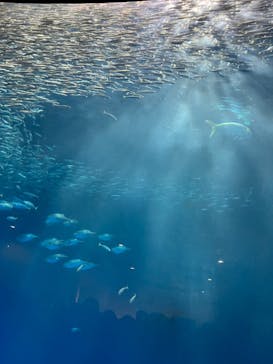 名古屋港水族館に投稿された画像（2023/7/16）