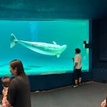 鴨川シーワールドに投稿された画像（2023/7/17）