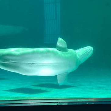 鴨川シーワールドに投稿された画像（2023/7/16）