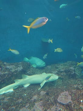 鴨川シーワールドに投稿された画像（2023/7/16）