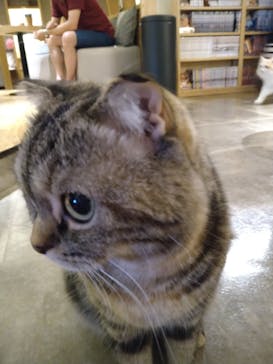 猫カフェモカ　新宿店に投稿された画像（2023/7/16）