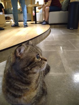 猫カフェモカ　新宿店に投稿された画像（2023/7/16）