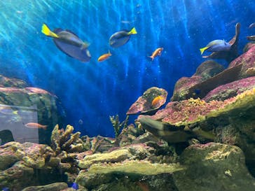 城崎マリンワールドに投稿された画像（2023/7/17）