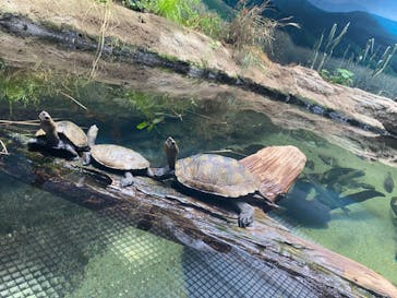 城崎マリンワールドに投稿された画像（2023/7/17）