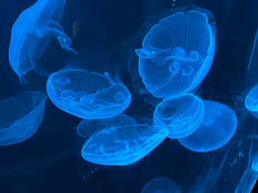 仙台うみの杜水族館に投稿された画像（2023/7/17）