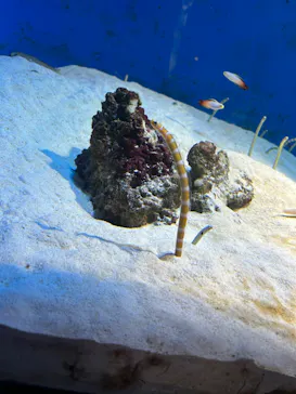 仙台うみの杜水族館に投稿された画像（2023/7/17）
