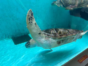 仙台うみの杜水族館に投稿された画像（2023/7/17）