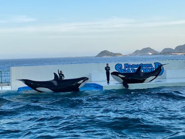 鴨川シーワールドに投稿された画像（2023/7/17）