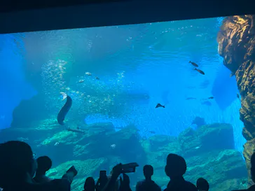 仙台うみの杜水族館に投稿された画像（2023/7/17）