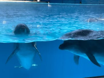 新江ノ島水族館に投稿された画像（2023/7/17）
