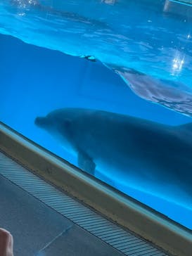 新江ノ島水族館に投稿された画像（2023/7/17）