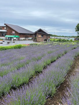 たんばらラベンダーパークに投稿された画像（2023/7/17）