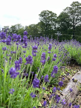 たんばらラベンダーパークに投稿された画像（2023/7/17）