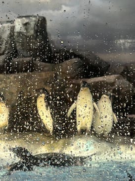 名古屋港水族館に投稿された画像（2023/7/17）