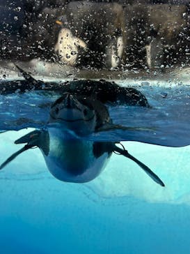 名古屋港水族館に投稿された画像（2023/7/17）