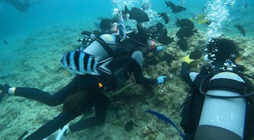 青の洞窟専門店　沖縄ダイビングショップ和に投稿された画像（2023/7/17）