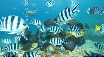 青の洞窟専門店　沖縄ダイビングショップ和に投稿された画像（2023/7/17）