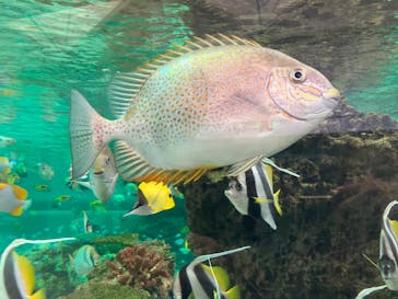 鴨川シーワールドに投稿された画像（2023/7/17）