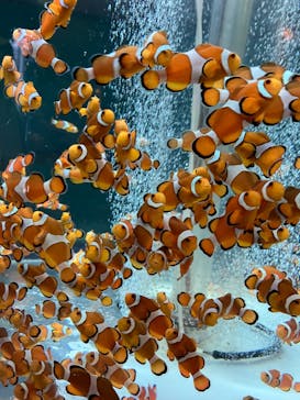 鴨川シーワールドに投稿された画像（2023/7/17）