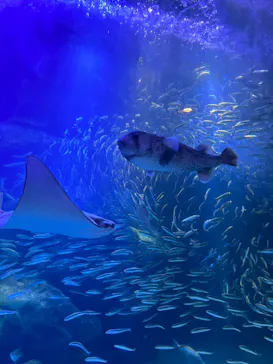 マクセル アクアパーク品川に投稿された画像（2023/7/17）