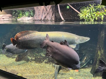 世界淡水魚園水族館　アクア・トトぎふに投稿された画像（2023/7/17）