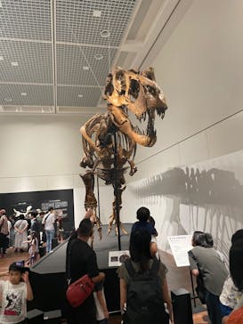 大阪市立自然史博物館に投稿された画像（2023/7/17）