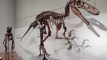 大阪市立自然史博物館に投稿された画像（2023/7/17）