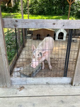 しろとり動物園に投稿された画像（2023/7/17）