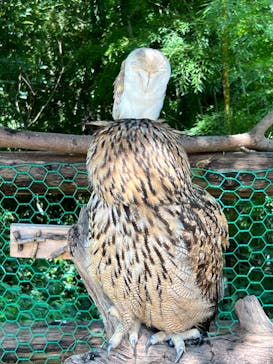 しろとり動物園に投稿された画像（2023/7/17）