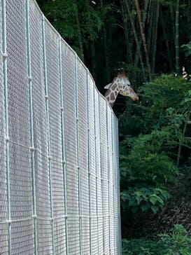 しろとり動物園に投稿された画像（2023/7/17）