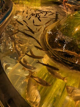 サケのふるさと 千歳水族館に投稿された画像（2023/7/17）