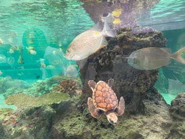 鴨川シーワールドに投稿された画像（2023/7/17）