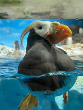 鴨川シーワールドに投稿された画像（2023/7/17）