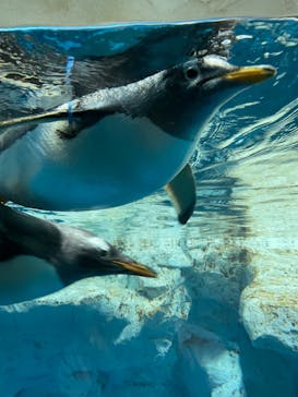 鴨川シーワールドに投稿された画像（2023/7/17）