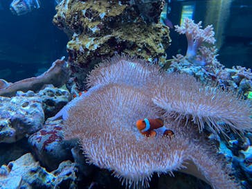 鴨川シーワールドに投稿された画像（2023/7/17）