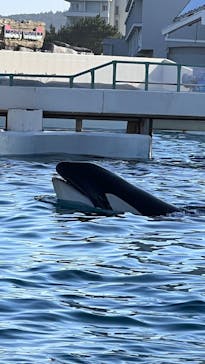 鴨川シーワールドに投稿された画像（2023/7/17）