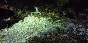 サンシャイン水族館に投稿された画像（2023/7/17）