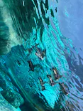 天王寺動物園に投稿された画像（2023/7/17）