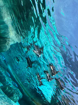 天王寺動物園に投稿された画像（2023/7/17）