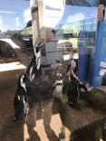 京都水族館に投稿された画像（2023/7/17）