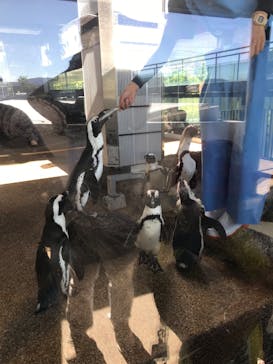 京都水族館に投稿された画像（2023/7/17）