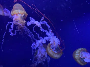 すみだ水族館に投稿された画像（2023/7/17）