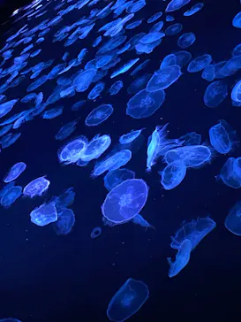 すみだ水族館に投稿された画像（2023/7/17）