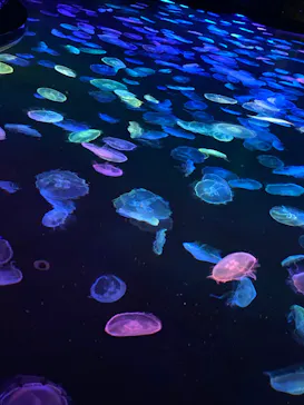 すみだ水族館に投稿された画像（2023/7/17）