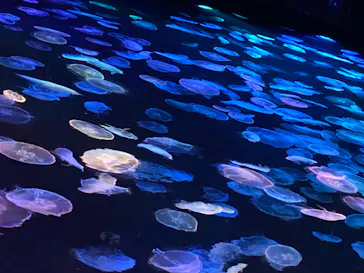 すみだ水族館に投稿された画像（2023/7/17）