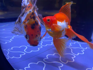 すみだ水族館に投稿された画像（2023/7/17）