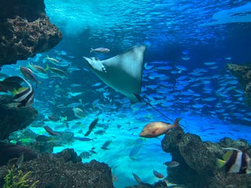 サンシャイン水族館に投稿された画像（2023/7/17）
