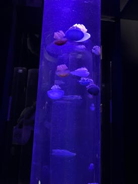 サンシャイン水族館に投稿された画像（2023/7/17）